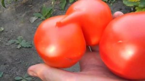 Томат Мобил.