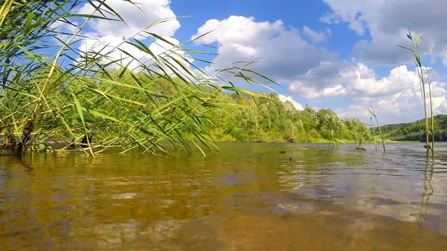Водомерки. Водный биотоп. смотреть онлайн