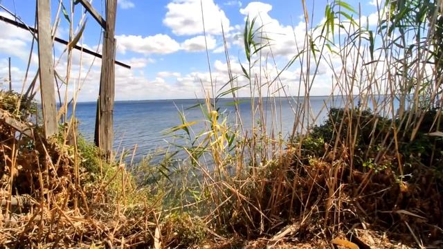 Как избавиться от камыша навсегда. смотреть онлайн