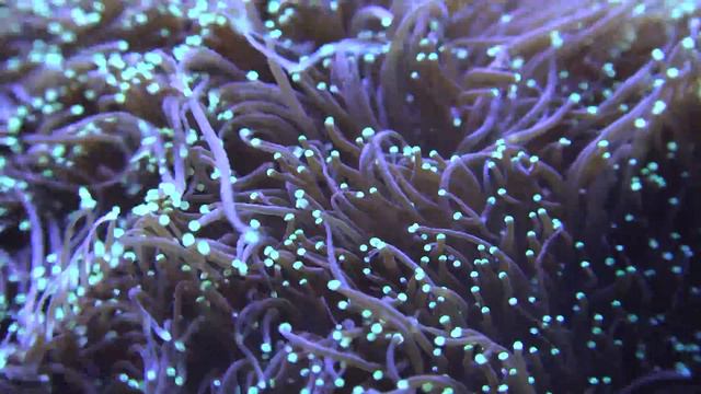 Colorful Underwater Sea Anemone смотреть онлайн