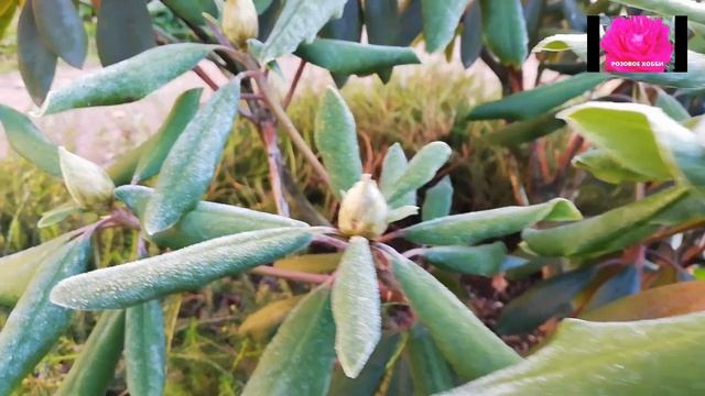 РОДОДЕНДРОН. От А до Я. Начинающим смотреть онлайн