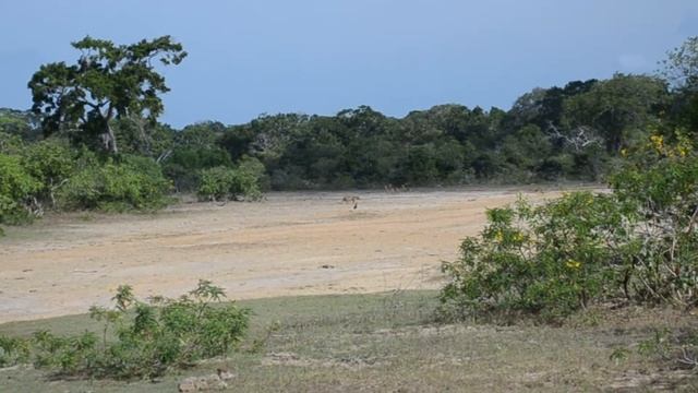 ДРУЗЬЯ НАВЕК. ЖИВОТНЫЕ В НАЦИОНАЛЬНОМ ПАРКЕ ЯЛА. Шри-Ланка. Sri Lanka. Сафари на джипах смотреть онлайн