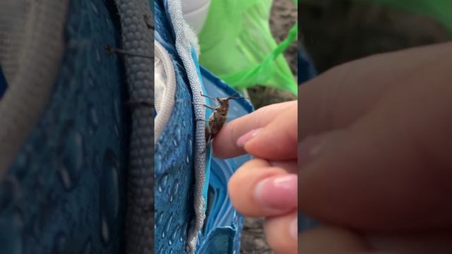 Летающий жук смотреть онлайн