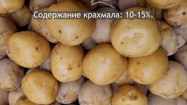 Сорт картофеля Коломба. Potato seeds Colombo. смотреть онлайн