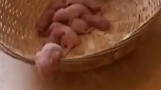 ТерраМания.рф_Императорский удав ест крысу смотреть онлайн