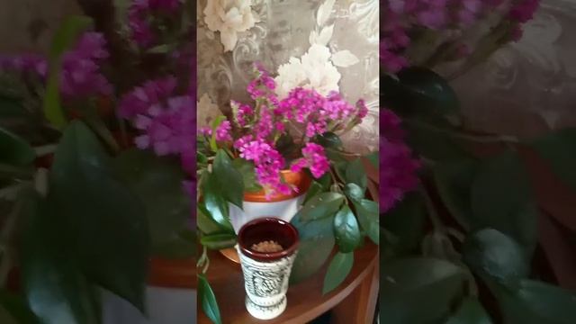 Статица!? сухие цветы! Ну ни красота ли!!?? смотреть онлайн