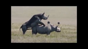 Спаривание животных.