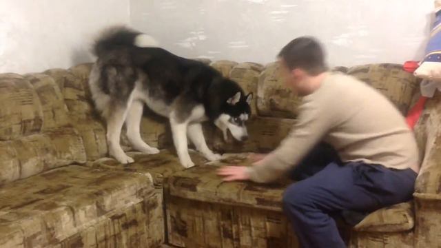 Играемся так ☺️☺️☺️ сибирская хаски Арчи смотреть онлайн