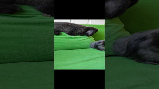 Декоративные крольчата Минилопы 💕 девчонки