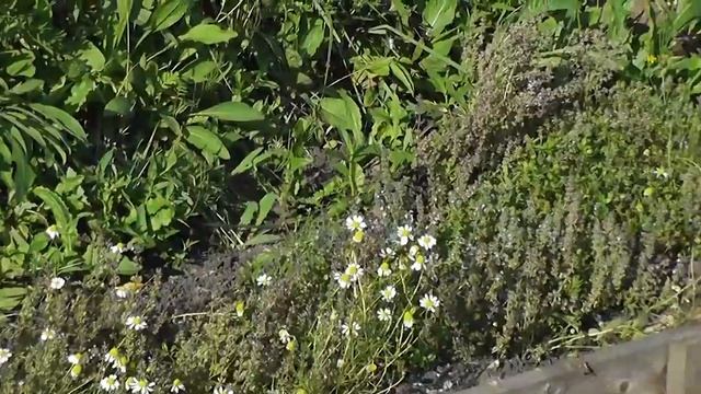 Чабрец, иссоп, ромашка аптечная, базилик. смотреть онлайн