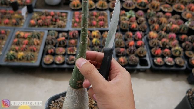 Tanaman Afrika Adenia Fruticosa Caudex Plant смотреть онлайн