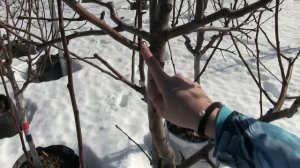 Выбираем ПЛОДОВУЮ ГРУШУ для ПОСАДКИ