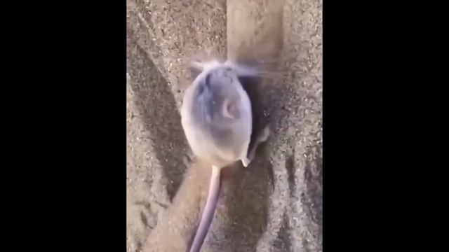 мышь копает песок