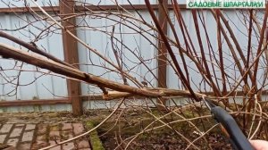 Пузыреплодник калинолистный: особенности формирования кроны