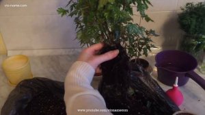 Каудексные бегонии: пересадка и обрезка