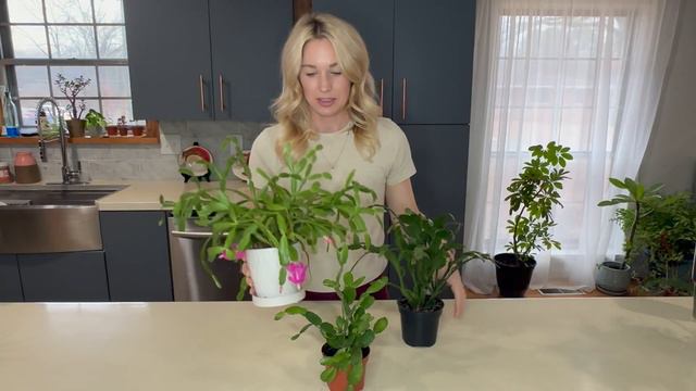 How To Care For And Identify Christmas Cactus, Thanksgiving Cactus, And Easter Cactus