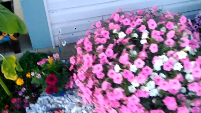 Front yard gardening 6-12-17 смотреть онлайн