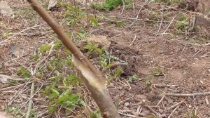 Прививаем алычу на желтую сливу двумя способами