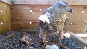 Ястреб-тетеревятник на гнезде в вольере