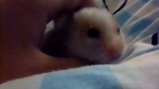 Мучаем хомяка смотреть онлайн