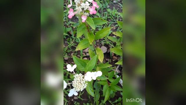 Гортензія метельчата Magical Vesuvio! смотреть онлайн