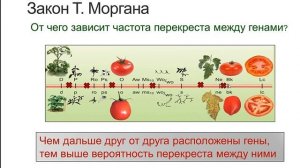 ГОТОВИМСЯ К ЕГЭ ПО БИОЛОГИИ-2020. Сцепленное наследование признаков. Закон Т. Моргана. Решение зада