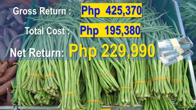 Top 25 Most Profitable Farming in 1 Hectare Farm | Philippines смотреть онлайн