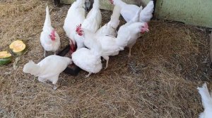 Понос у кур, диарея, чем куры могут отравиться - симптомы и лечение