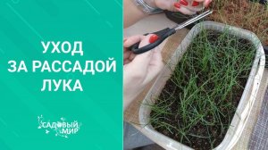 Уход за рассадой лука Эксибишен и Порей. Стрижка и подкормка..