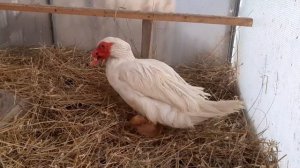 Мои белые мускусные утки (индоутки), тяжелая французская линия. Продаю молодок.