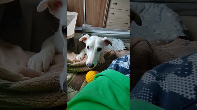 джек-рассел и мячик 🐶💗 #джекрасселтерьер #собака #песик #выборг #собачка смотреть онлайн