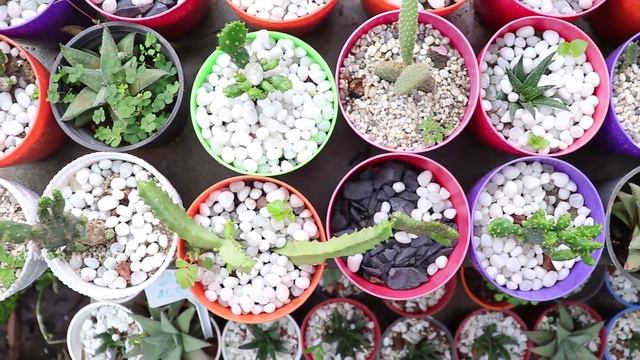 Cactus & Succulents For Sale In Kumar Nursery, Kollam Starting From ₹70/- смотреть онлайн