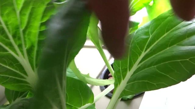 Beginner Hydroponic Kratky Method - Pak Choi 05 смотреть онлайн
