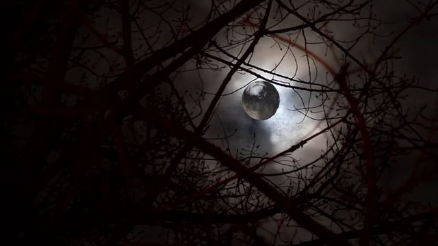 Видеофон полная луна проглядывает сквозь  деревья/Videophone Full Moon Peeks Through Tree Branches
