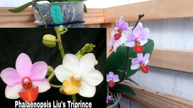 Phalaenopsis Liu's Triprince смотреть онлайн