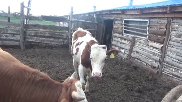 Продал Марсельку, видео от подписчика. смотреть онлайн