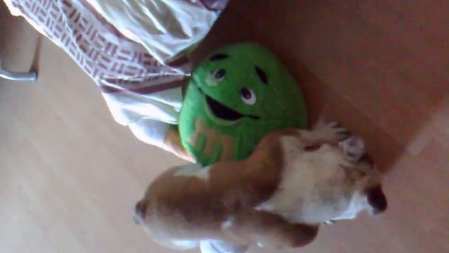 English Bulldog Attacking M&Ms ;)