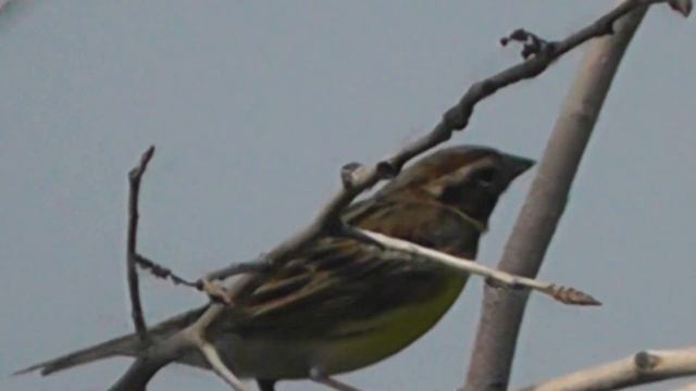 ДУБРОВНИК(Emberiza aureola) - ОДИН ИЗ ЛУЧШИХ ПЕВЧИХ ПЕРНАТЫХ ЛУГОВ смотреть онлайн
