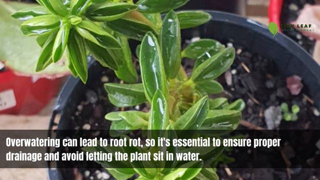 Prayer Pepperomia | Peperomia Dolabriformis | TinyLeaf