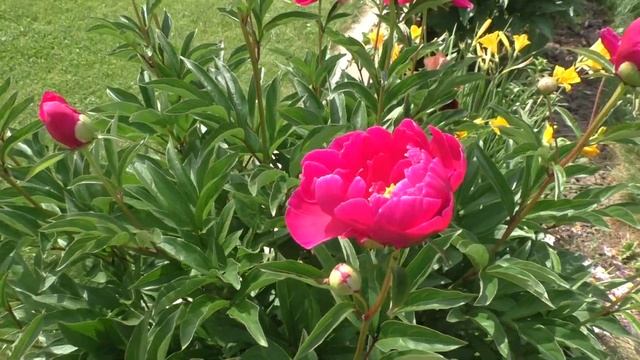 Что растет в моем саду. ПИОНЫ ДЛЯ ПАТИО смотреть онлайн