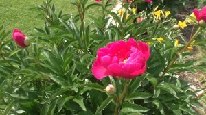 Что растет в моем саду. ПИОНЫ ДЛЯ ПАТИО
