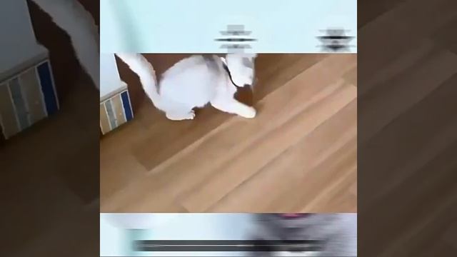 Умный лазерный ошейник для кошки, электрическая зарядка через USB https://2my.site/J91iWcm смотреть онлайн