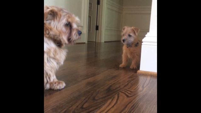Norfolk Terrier Puppy Ernie Stands His Ground смотреть онлайн