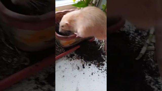 Тотошка (домашняя крыса) роет землю в горшке из под цветов. смотреть онлайн
