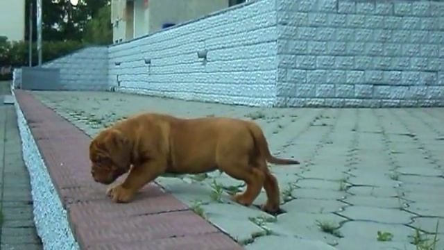 Бордоские доги 7 недель (Максборд Майбах* Исмена Олимпия) смотреть онлайн