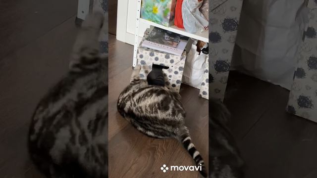 Всегда добиваюсь своего смотреть онлайн
