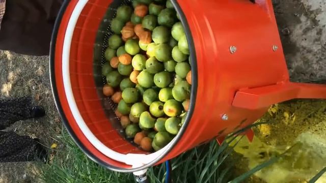 Очистка грецких Орехов от шкарлупы зеленой за 1 минту