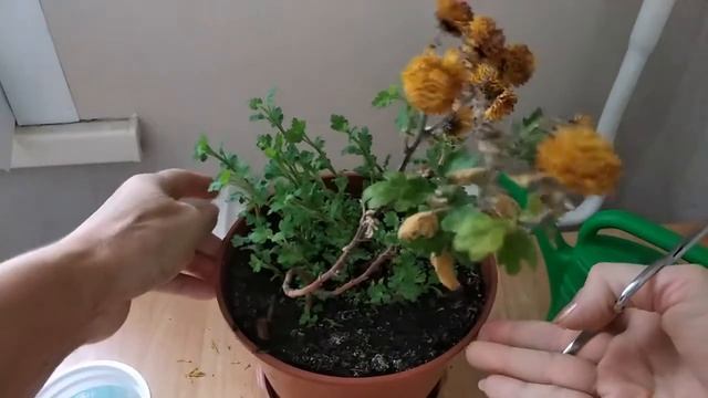 КАК ОБРЕЗАТЬ #ХРИЗАНТЕМУ ДОМА смотреть онлайн