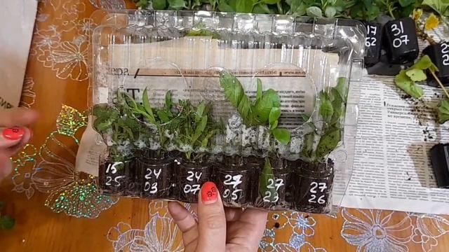 Агрофирма Виола ура получила посылку.???Обзор черенков ??????? смотреть онлайн