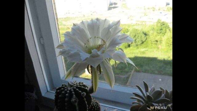 Зарядное устройство на 3 usb под брендом COOLSELL | #Обзор смотреть онлайн